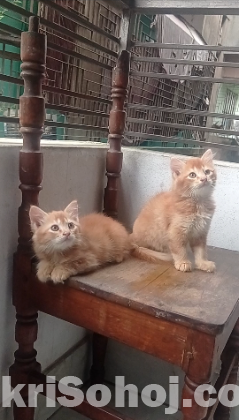Persian baby cat
